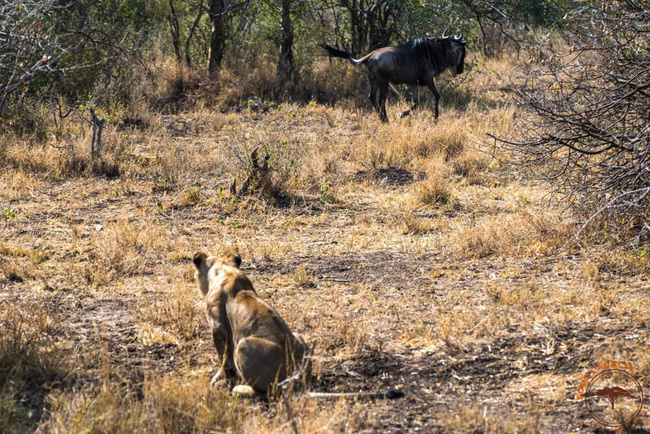 Lionne en chasse d'un gnou @Sous l'Acacia