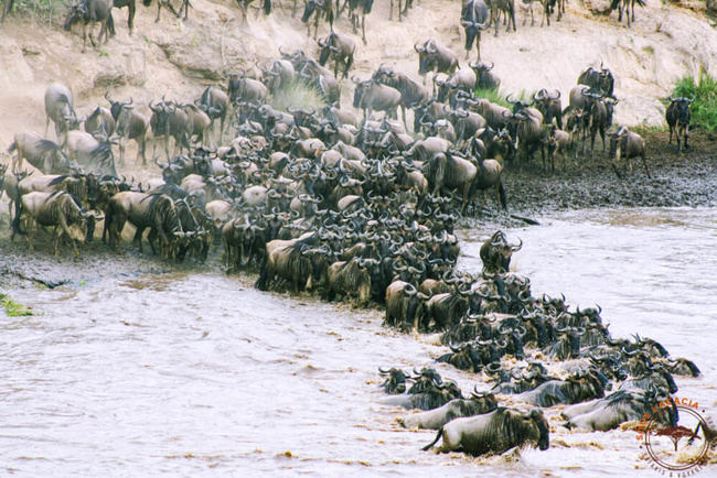 Traversée de la Mara par les gnous @Sous l'Acacia