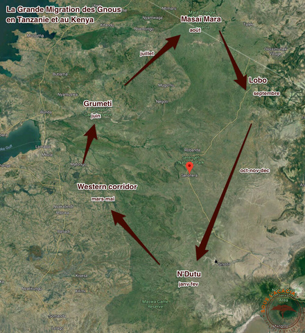 Carte de la migration des gnous @Sous l'Acacia