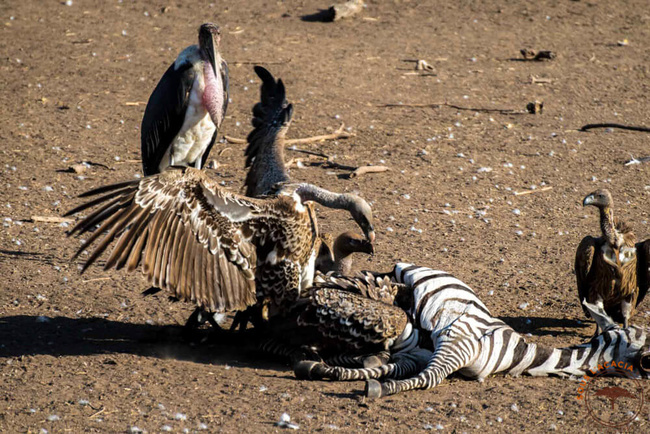 Carcasse rognée par des vautours @Sous l'Acacia