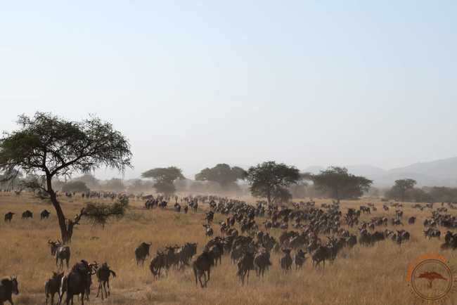 Horde de gnous pendant la migration @Sous l'Acacia
