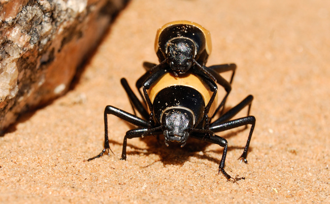 Coléoptères dans le désert du Namib ©Sous l'Acacia