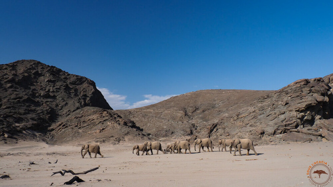 Troupeau d'éléphants dans le Damaraland @Mag Sous l'Acacia