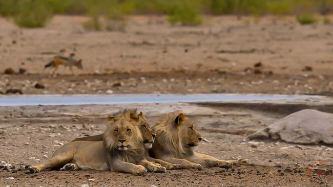 Jeunes lions au point d'eau @Mag Sous l'Acacia