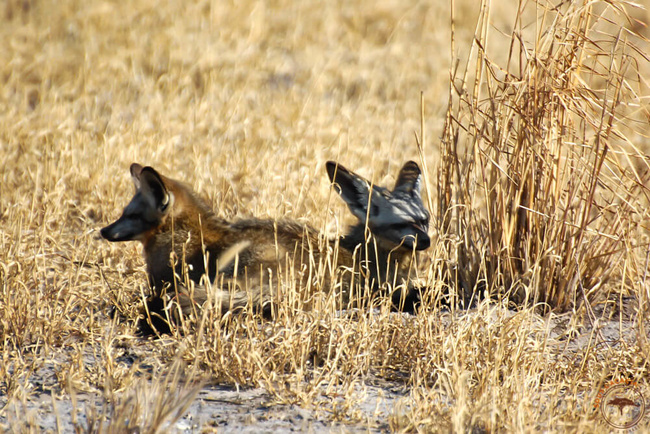 Couple de battle eared fox @Mag Sous l'Acacia