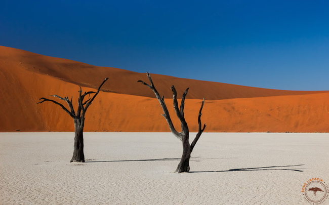 Les arbres morts de la Dead Valley @Sous l'Acacia