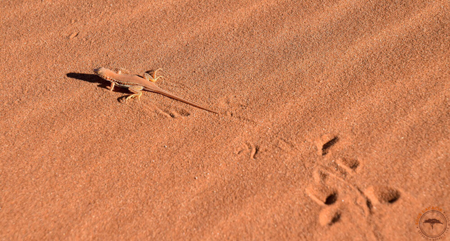 Lézard du désert du Namib ©Sous l'Acacia