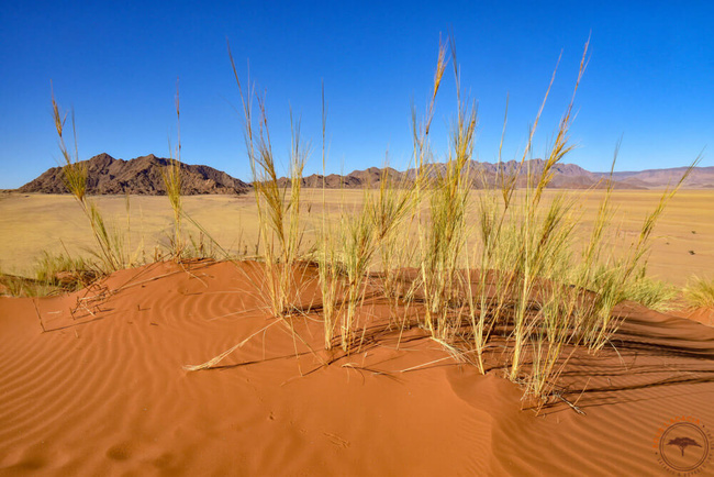 Bushamnn grass ©Sous l'Acacia