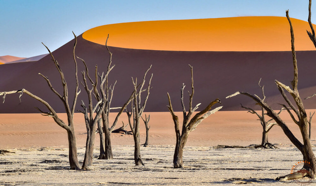 Arbres morts de la Dead Valley ©Sous l'Acacia