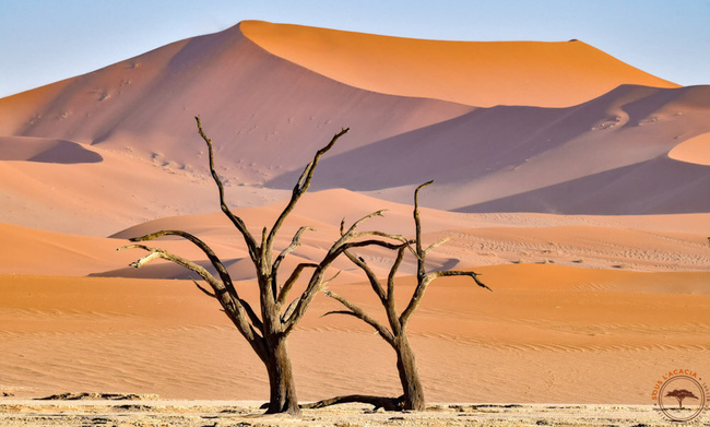 Dead Vlei ©Sous l'Acacia