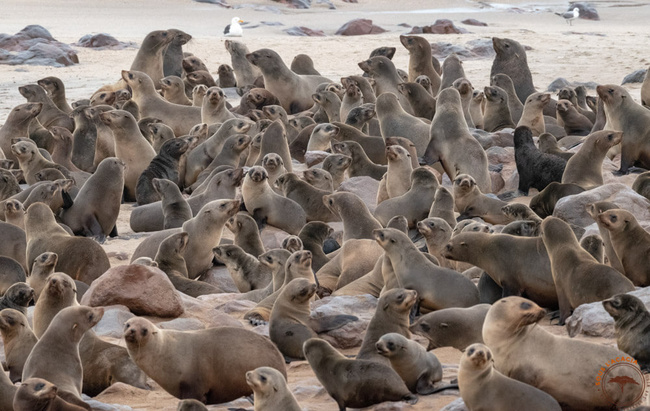 Les otaries à fourrure du Cap ©Mag Sous l'Acacia