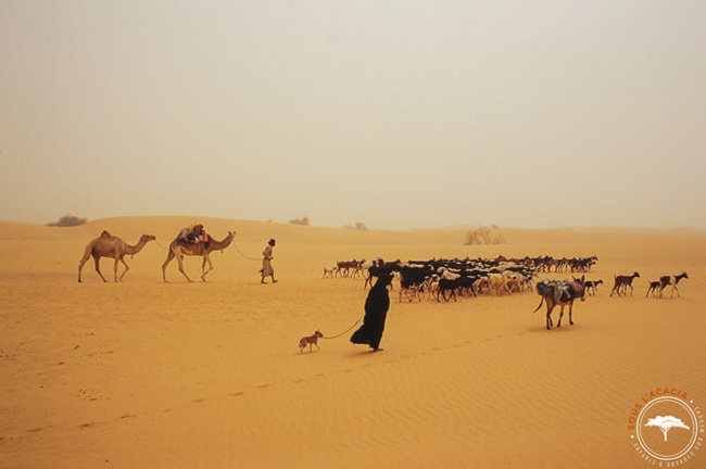 Peuple de nomades dans le désert @Sous l'Acacia