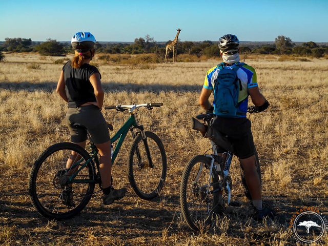 VTT dans le Mashatu au Botswana @Sous l'Acacia