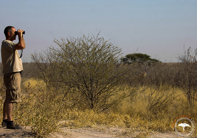 Observatuon des animaux au camp dans le Kalahari @Sous l'Acacia