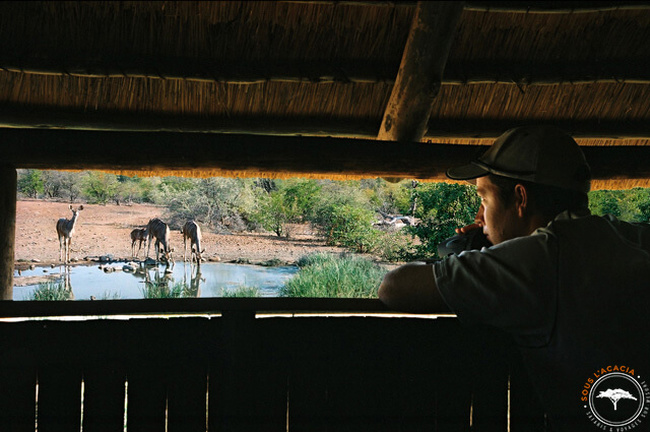 Jeune homme observant des éléphants @Sous l'Acacia