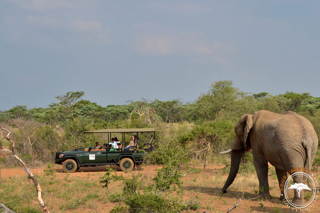 Groupe de voyageurs dans un 4x4 observant un éléphant @Sous l'Acacia