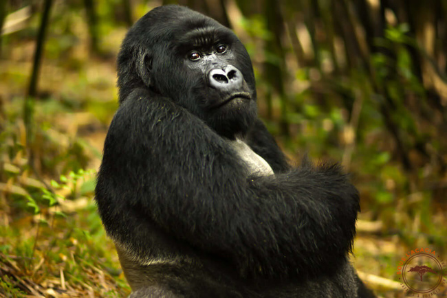 Gorille de montagne au Rwanda @Sous l'Acacia