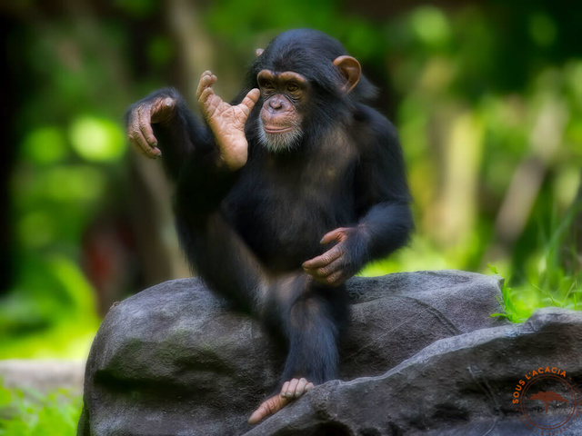 Chimpanzeé au Rwanda @Sous l'Acacia
