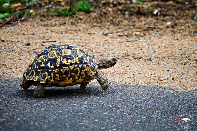 Une tortue léopard d'Afrique du Sud @Sous l'Acacia