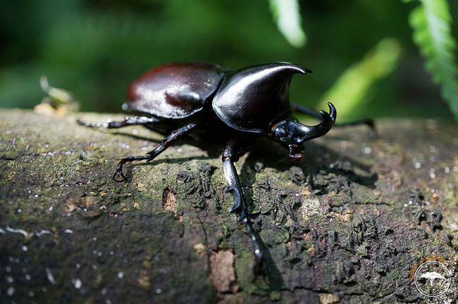 Le dynastinae, scarabé africain aux allures de rhinocéros @Sous l'Acacia