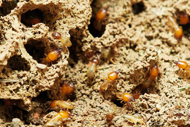 Termites du delta de l'Okavango @Sous l'Acacia