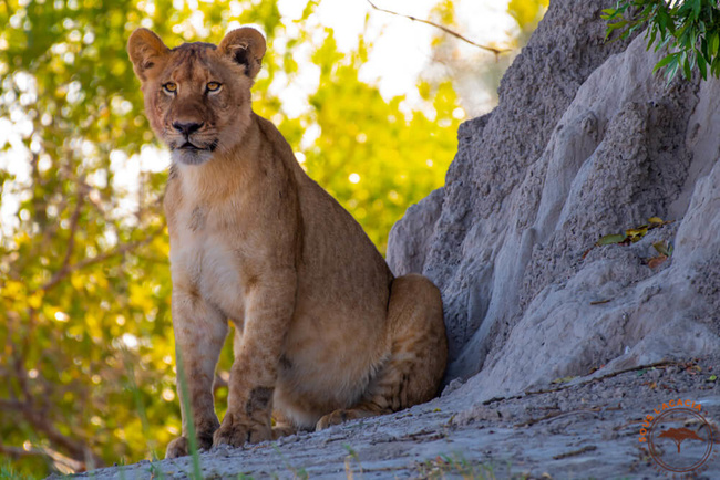 Termitière, poste d'observation pour une lionne @Sous l'Acacia