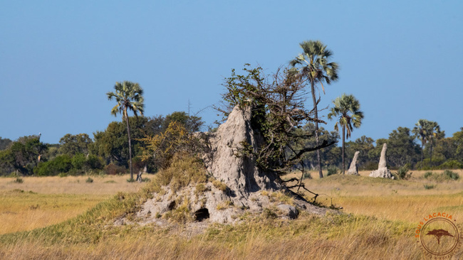 Paysages de termitères au Botswana @Sous l'Acacia