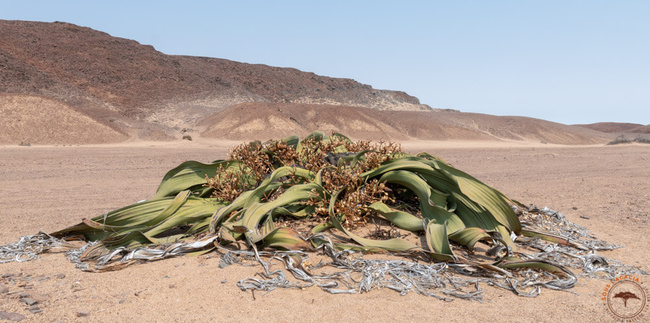 Welwitschia, plante endémique de Namibie ©Sous l'Acacia