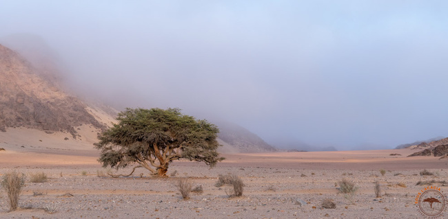 Brouillard dans la rivière Hoanib ©Sous l'Acacia