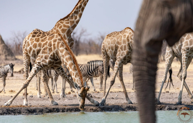 À l'un des points d'eau dans le parc d'Etosha ©Sous l'Acacia