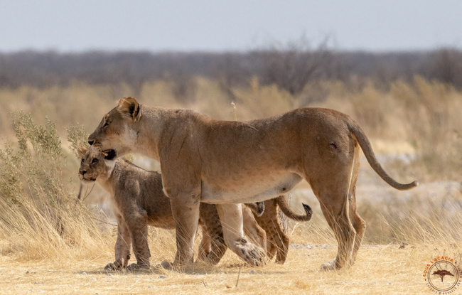 Lionne et ses petits à Etosha ©Sous l'Acacia