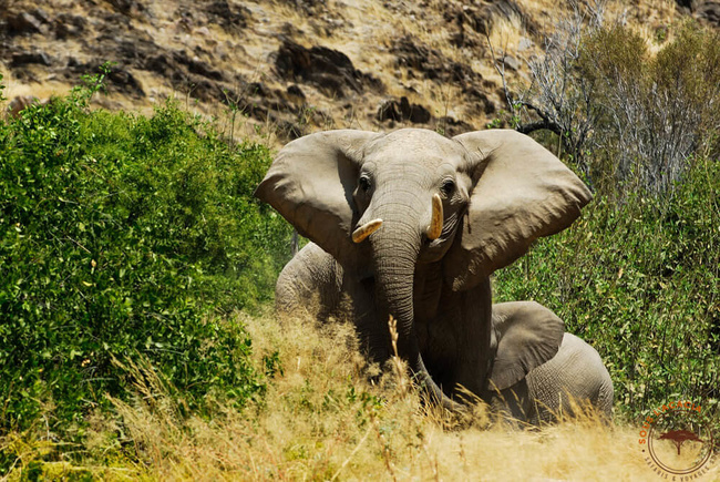 Derniers éléphants du Kaokoland @Sous l'Acacia