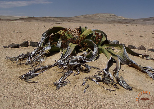 Welwitschia @Sous l'Acacia