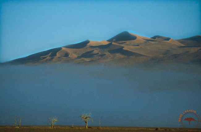 Brouillard dans le désert du Namib @Sous l'Acacia
