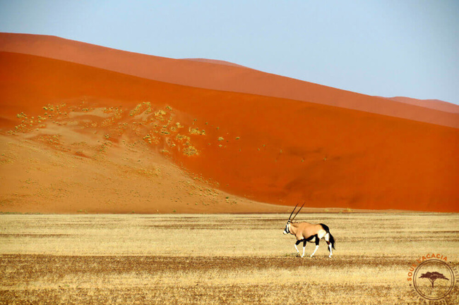 Oryx dans les dunes orangées du Namib @Sous l'Acacia