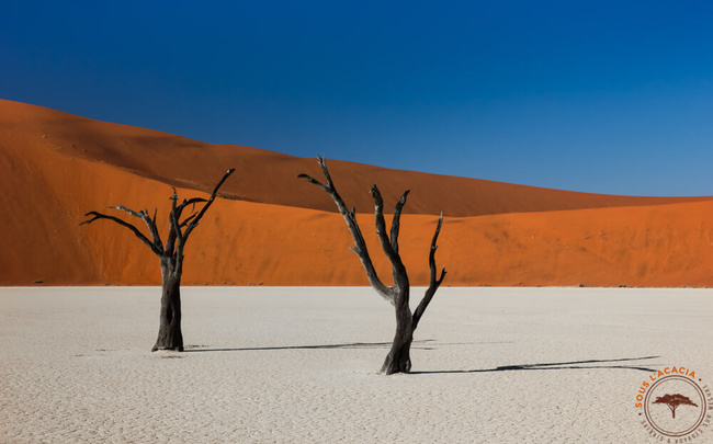 Arbres morts @Sous l'Acacia