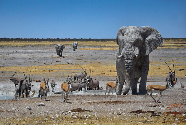 Sur le pan d'Etosha @Sous l'Acacia