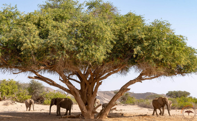Éléphants dans l'Hoanib ©Sous l'Acacia