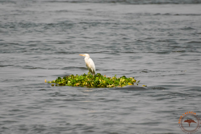 Aigrette sur le Zambèze @Sous l'Acacia