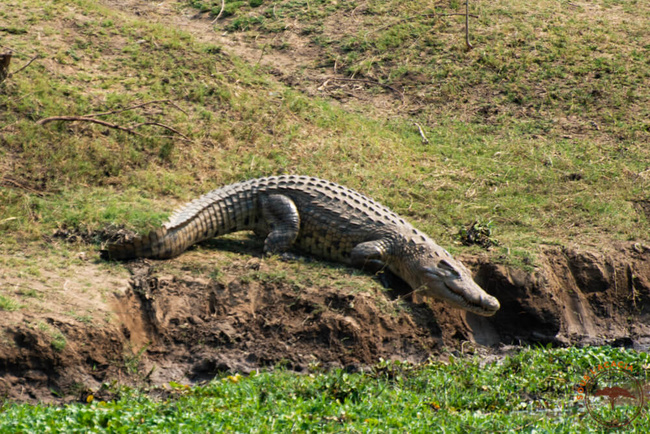 Crocodile sur les bords du Zambèze @Sous l'Acacia