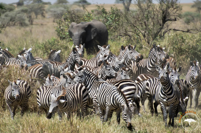 Troupeau de zèbres se mêlant aux éléphants @Sous l'Acacia