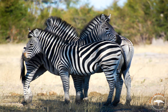 Petit groupe de zèbres au Botswana @Sous l'Acacia