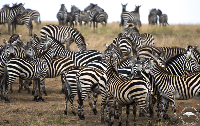 Troupeau de zèbres en pleine migration au Botswana @Sous l'Acacia