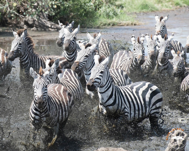 Troupeau de zèbres dans une rivière au Botswana @Sous l'Acacia