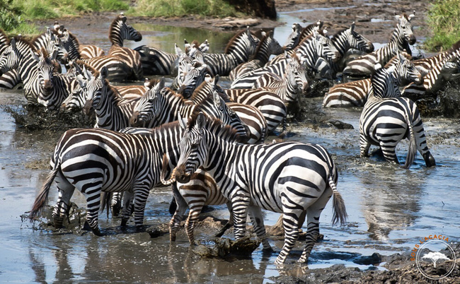 Troupeau de zèbres dans une rivière au Botswana @Sous l'Acacia