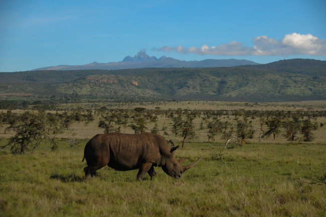 Rhinocéros noir au Kenya @Sous l'Acacia