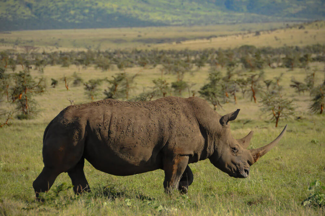 Rhinocéros noir mâle @Sous l'Acacia