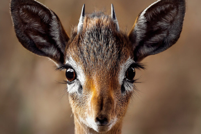 Dik dik de Kirk @Sous l'Acacia