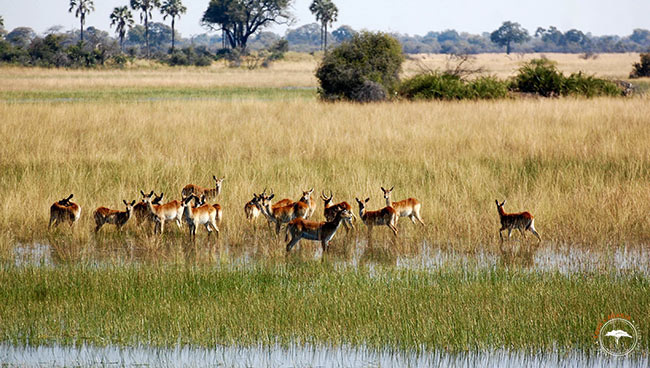 Le delta de l'Okavango au Botswana accueille de nombreux animaux @Sous l'Acacia
