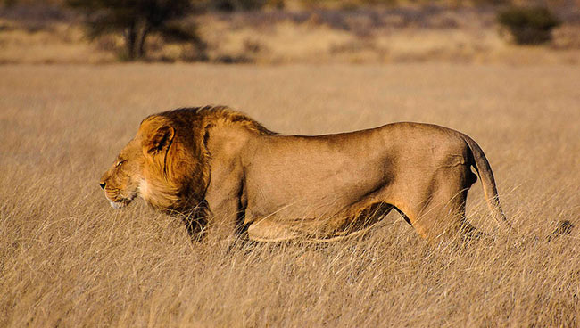 Un lion dans le Kalahari au Botswana @Sous l'Acacia